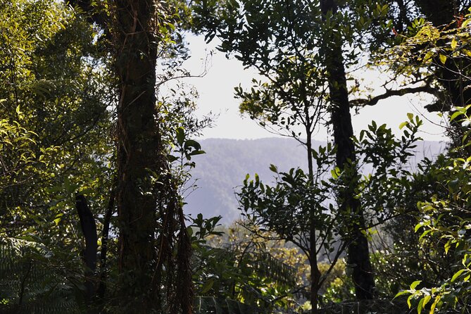 Puketi Rainforest Guided Walks .This Is Not a Shore Excursion Product . - Additional Information