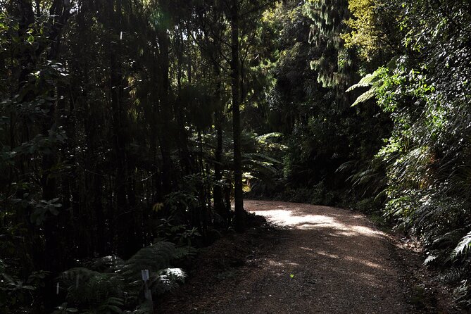 Puketi Rainforest Guided Walks .This Is Not a Shore Excursion Product . - The Sum Up