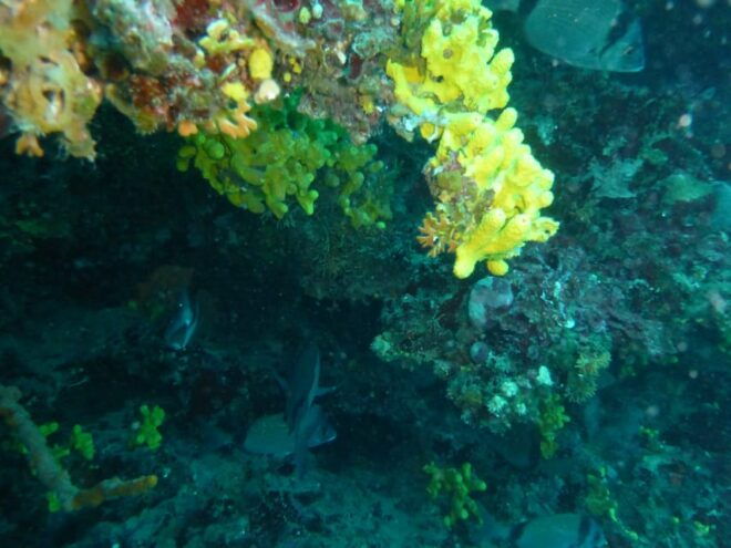 Pula: 2.5-Hour Snorkelling Experience - Preparation for the Trip