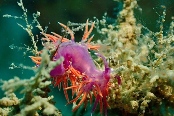 Pula: 2.5-Hour Snorkelling Experience - Meeting Point Details