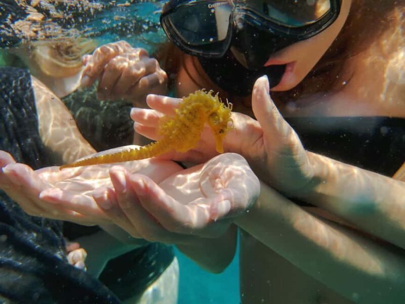 Pula Adventure: Snorkeling Boat Trip & Cliff Jumping - Real Experiences & Feedback