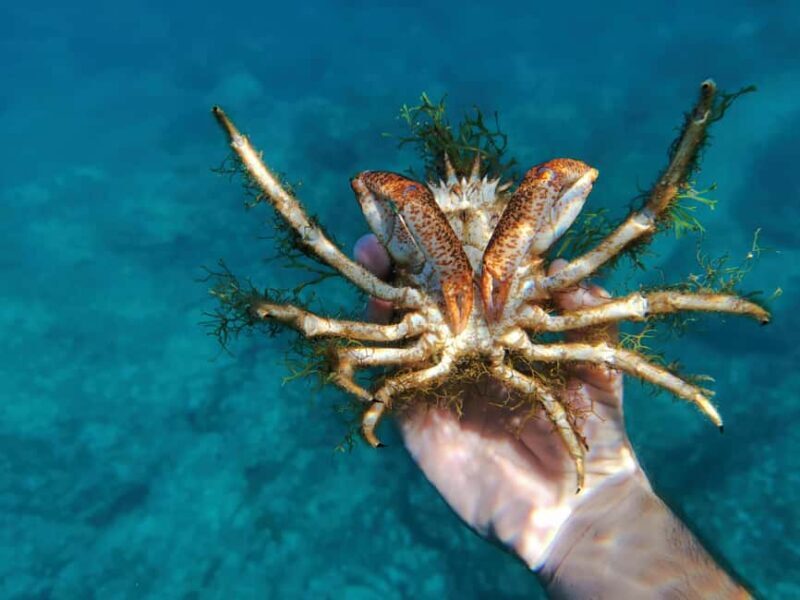 Pula Adventure: Snorkeling Boat Trip & Cliff Jumping - Who Is This Tour Best For?