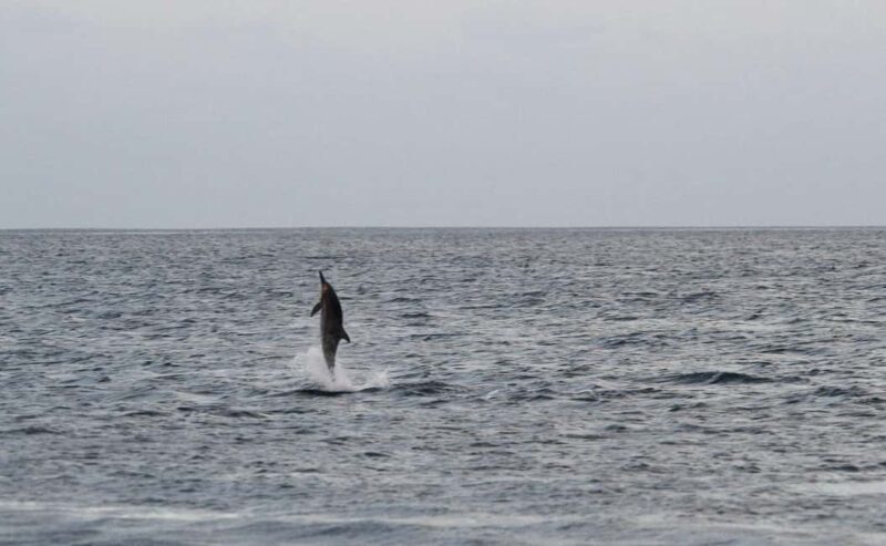 Pula: Boat Dolphin tour and Romantic Sunset at N.P. Brijuni - Good To Know