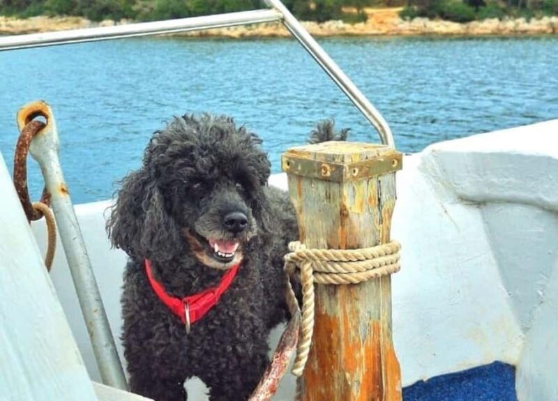 Pula: Boat Tour with Swimming and Snorkeling - Scenic Views and Natural Highlights