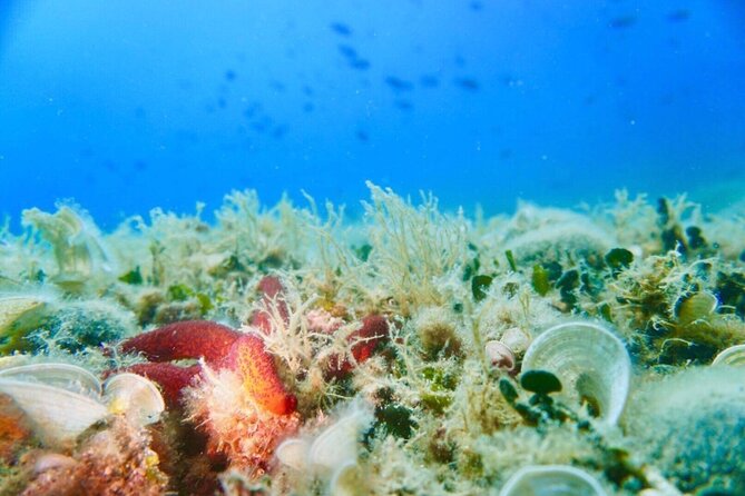 Pula Boat Trip With Snorkeling - What to Expect on the Boat Trip