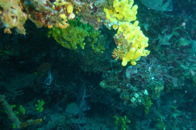Pula Boat Trip With Snorkeling - Who Can Join the Tour?