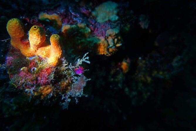 Pula Boat Trip With Snorkeling - Booking and Reservation Details