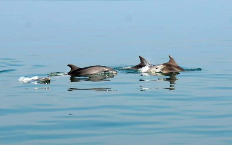 Pula: Brijuni Dolphin Watching cruise with Dinner & Sunset - Good To Know