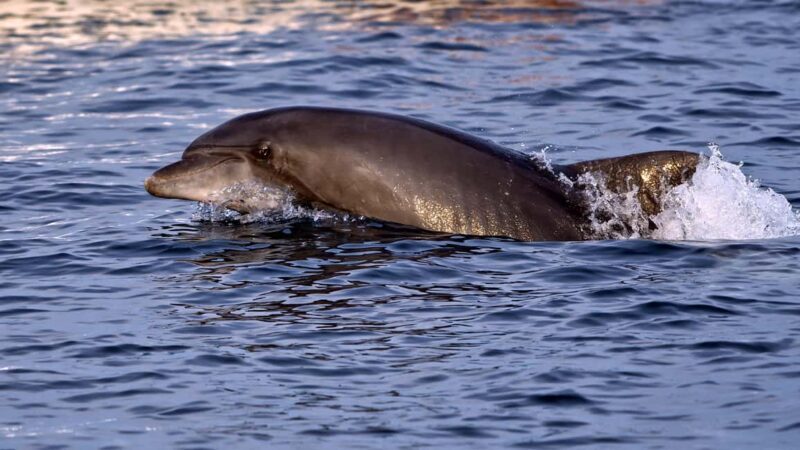 Pula: Brijuni Dolphin Watching cruise with Dinner & Sunset - Additional Details and Practical Tips