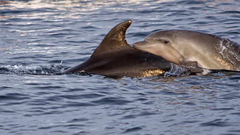 Pula: Brijuni Dolphin Watching cruise with Dinner & Sunset - Who Will Love This Tour?