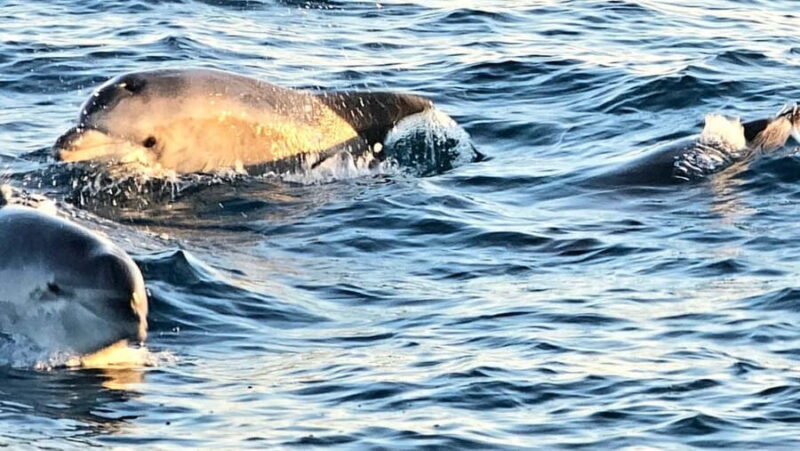 Pula: Brijuni National Park Dolphin Watching Tour w/Dinner - An In-Depth Look at the Experience