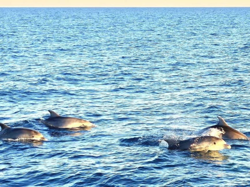 Pula: Brijuni National Park Dolphin Watching Tour w/Dinner - Authentic Reviews and Insights