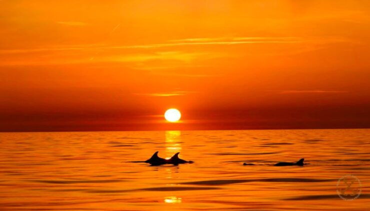 Pula: Brijuni National Park & Jerolim Island Dolphin Cruise - Experience Highlights