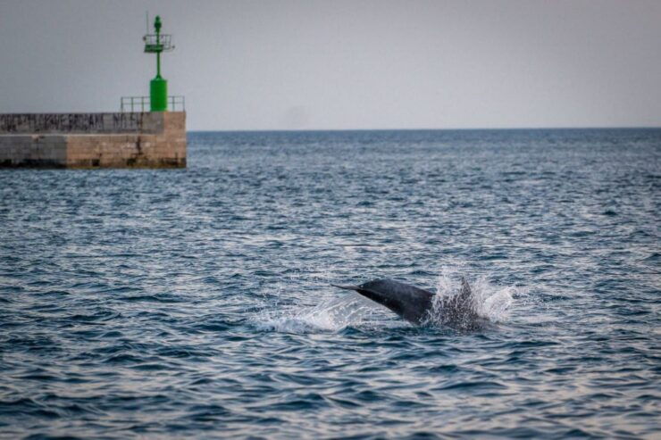 Pula: Brijuni National Park Sunset, Dolphins & Dinner Cruise - Experience Highlights