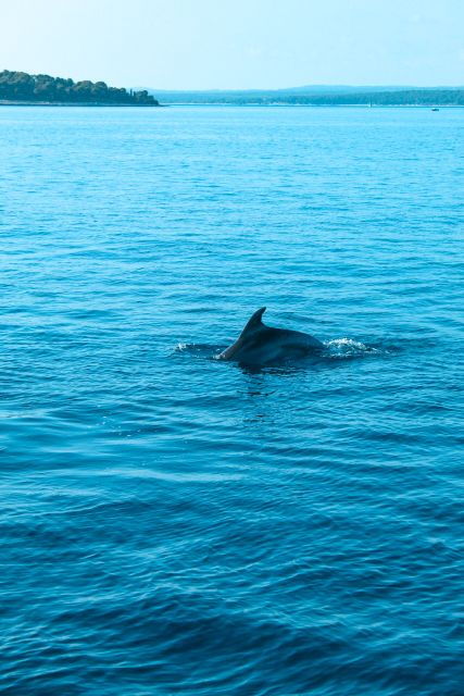 Pula: Brijuni Sunset Dolphin Cruise with Dinner & Drinks - The Experience at a Glance