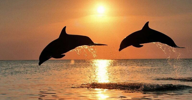 Pula: Brijuni Sunset Dolphin Cruise with Dinner & Drinks - Who Should Consider This Tour?
