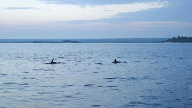 Pula: Brijuni Sunset Dolphin Watching Tour W/ Dinner/Drinks - Experience Highlights