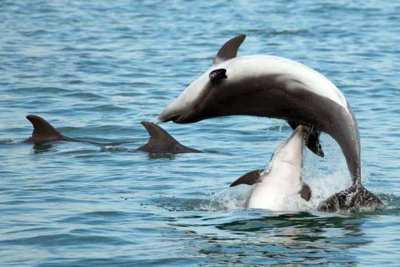 Pula Dolphin Watching Boat Trip - Why This Trip Might Be Perfect for You