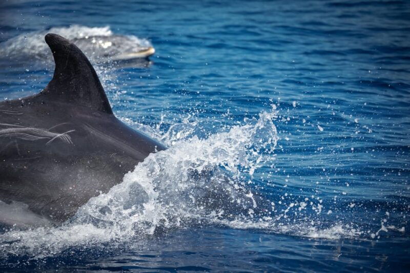 Pula Dolphin Watching Boat Trip - FAQ