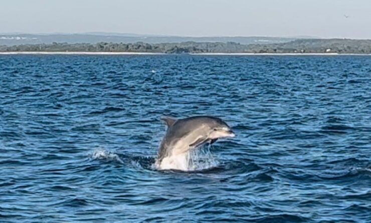 Pula: Dolphin-Watching Cruise at Sunset With Dinner & Drinks - Highlights of the Experience
