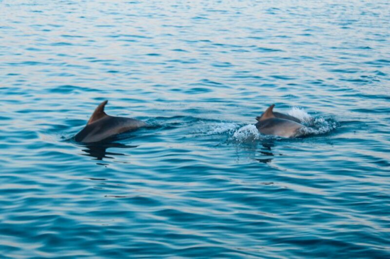 Pula: Dolphin Watching in Brijuni Park with Dinner & Drinks - Who Should Book This Tour?