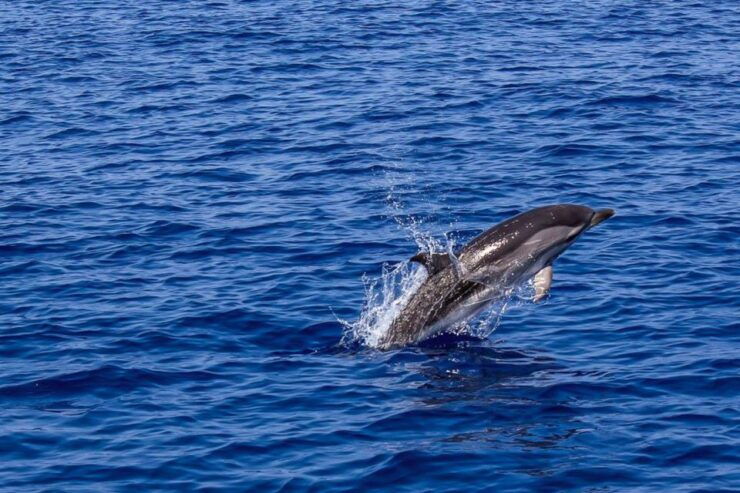 Pula: Dolphin Watching Sunset Cruise With Dinner - Activity Highlights