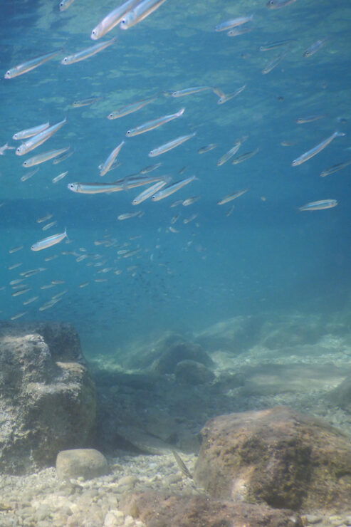 Pula: Introduction to Scuba Diving for Kids (age 8-10) - How to Book