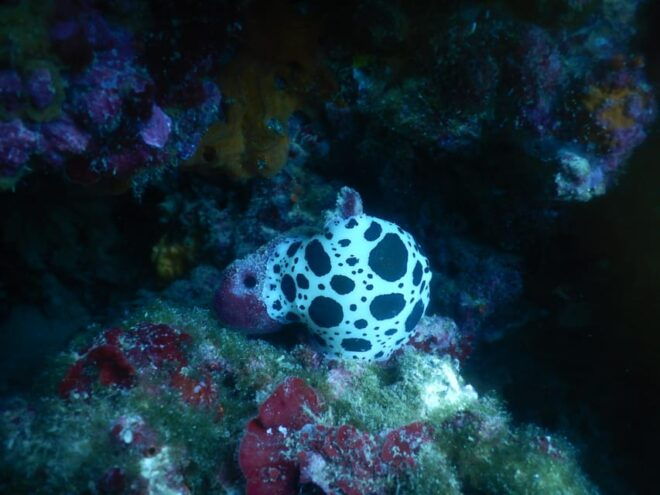Pula: Introduction to Scuba Diving for Kids (age 8-10) - Supervision Details