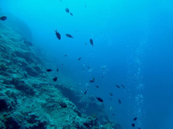Pula: Introduction to Scuba Diving - Participant Reviews and Ratings
