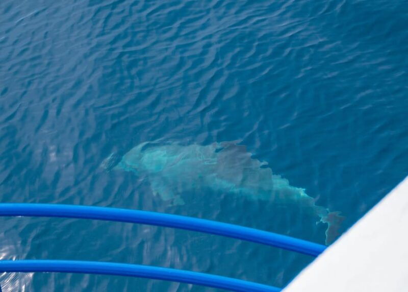 Pula: Private Dolphins & Sunset Tour With Dinner & Drinks - Final Thoughts