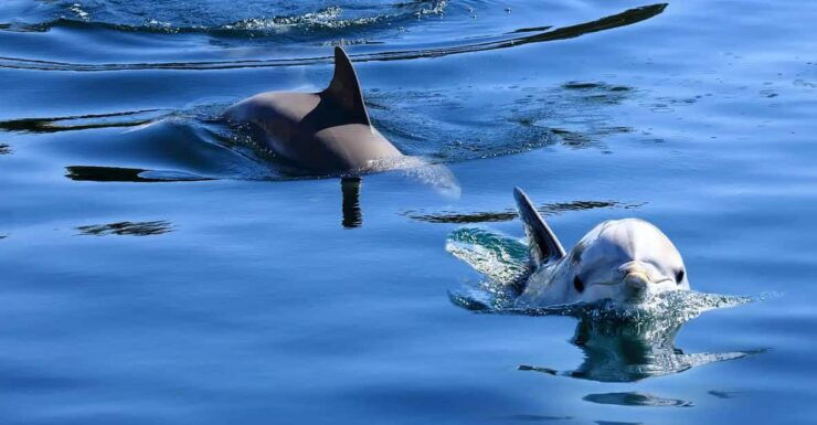 Pula: Private Dolphins & Sunset Tour With Dinner & Drinks - Itinerary and Experience