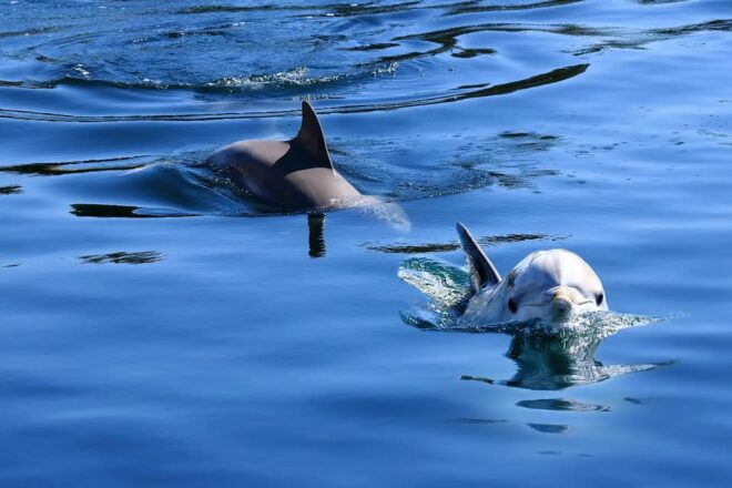 Pula: Private Dolphins & Sunset Tour With Dinner & Drinks - Dolphin Watching Details