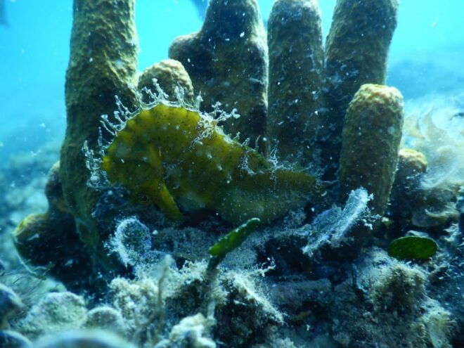 Pula: Private Introduction to Scuba Diving - Instructor Qualifications and Support