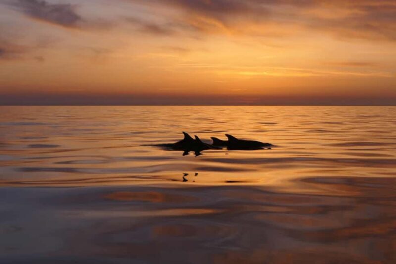 Pula: Private Sunset Boat Trip with Dolphins - Introduction