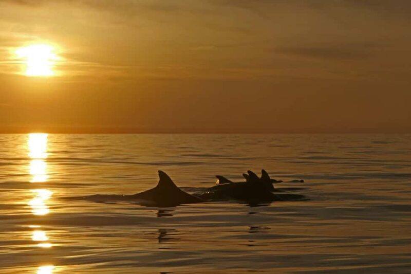 Pula: Private Sunset Boat Trip with Dolphins - Why This Experience Offers Real Value