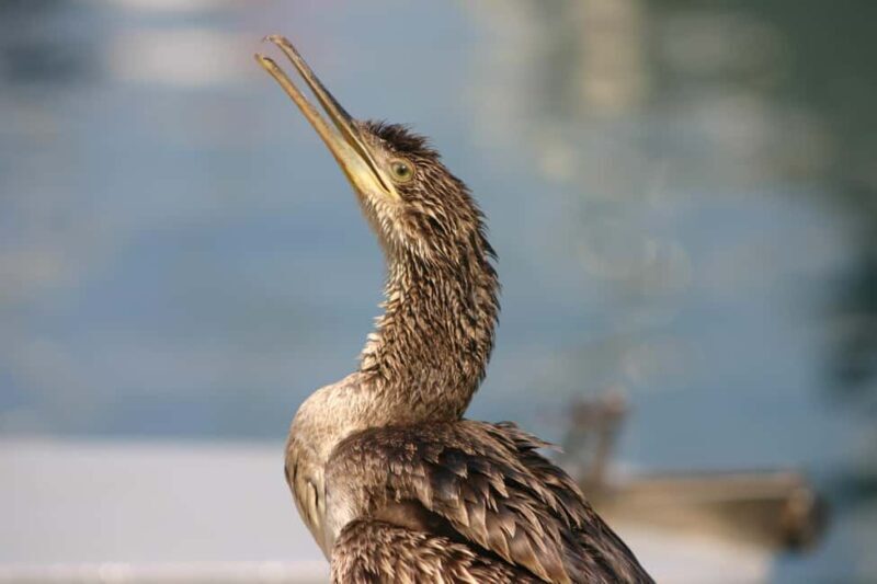 Pula: Private Sunset Boat Trip with Dolphins - The Sum Up