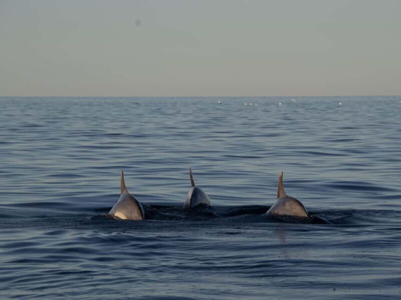 Pula Private Sunset Cruise: Dolphins, Wine & 3 Golden Hours - Who Is This Tour Best For?