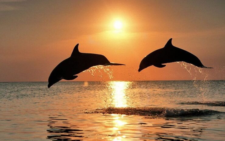 Pula: Sunset Cruise With Dolphin Watching, Dinner & Drinks - Activity Details