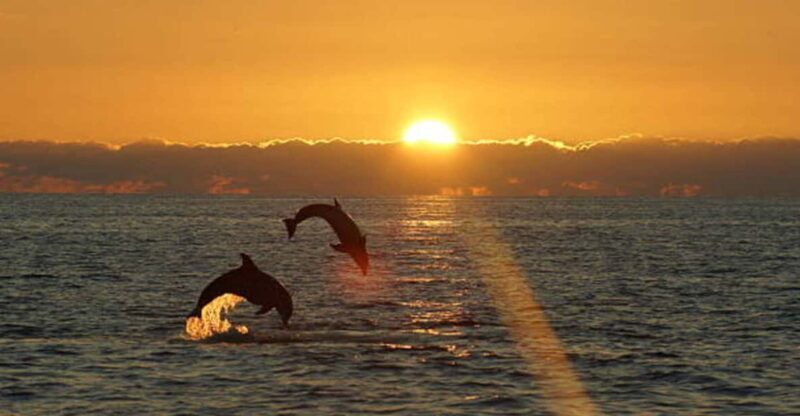 Pula: Sunset Dolphin Watching Boat Tour around N.P Brijuni - Authentic Insights from Past Travelers