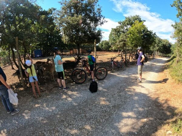 Pula-Vodnjan-Rovinj: E-Bike Swim & Forteress Tour - Parking Information