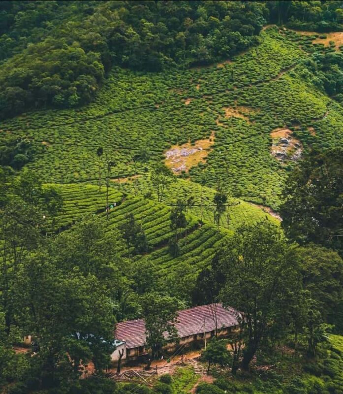 Pullikanam : Tea Estate Tour from Kochi  Closer than Munnar - An In-Depth Look at the Pullikanam Tea Estate Tour