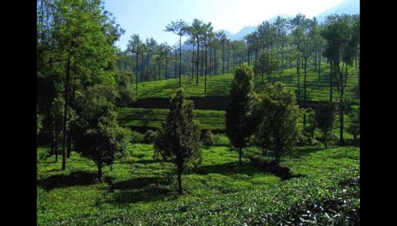 Pullikanam : Tea Estate Tour from Kochi  Closer than Munnar - Final Thoughts