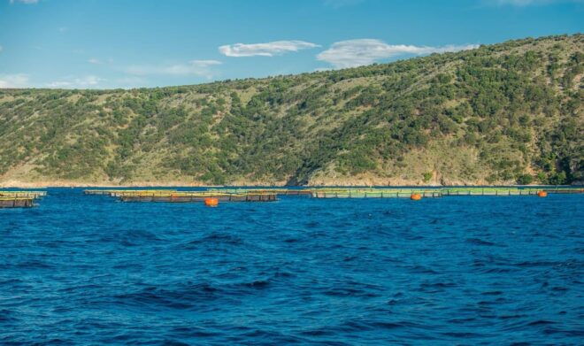 Punat, Cruise and Swim at Golden Beach and Blue Cave - Swimming in the Blue Cave