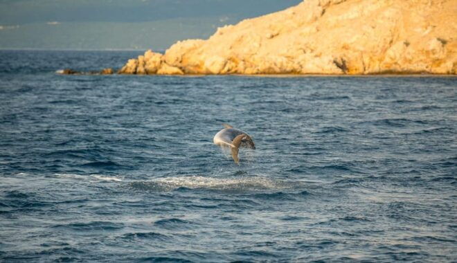 Punat, Cruise and Swim at Golden Beach and Blue Cave - Relaxation at Golden Beach