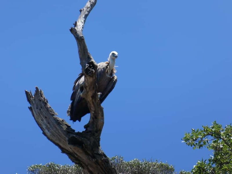 Punat: Stara Baka Wild Bays Private 3,5 h trip - Why These Bays Matter