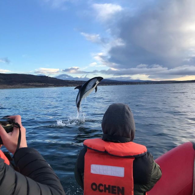 Punta Arenas: Dolphin & Wildlife Watching - Activity Details