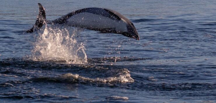 Punta Arenas: Dolphin & Wildlife Watching - Experience Highlights