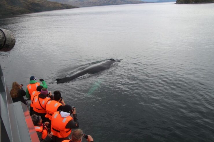 Punta Arenas: Full-Day Whales, Penguins, and Glaciers Tour - Tour Duration and Guide Availability