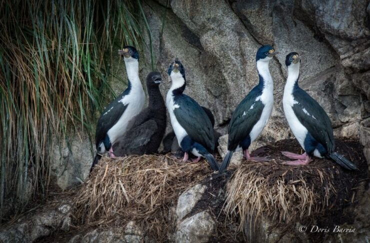 Punta Arenas: Full-Day Whales, Penguins, and Glaciers Tour - Wildlife and Scenery Highlights