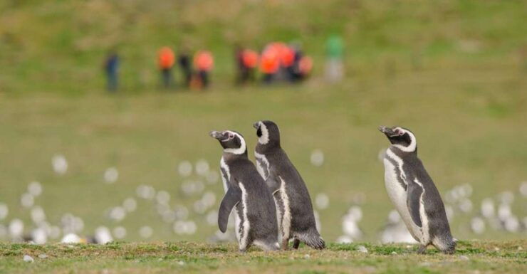 Punta Arenas: Walk With Penguins on Magdalena & Marta Island - Activity Details